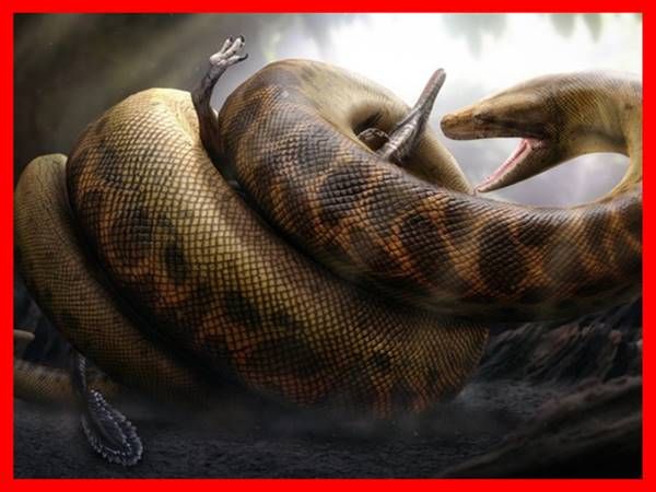 Giải mã ý nghĩa nằm mơ thấy rắn khổng lồ mang điềm báo gì ?