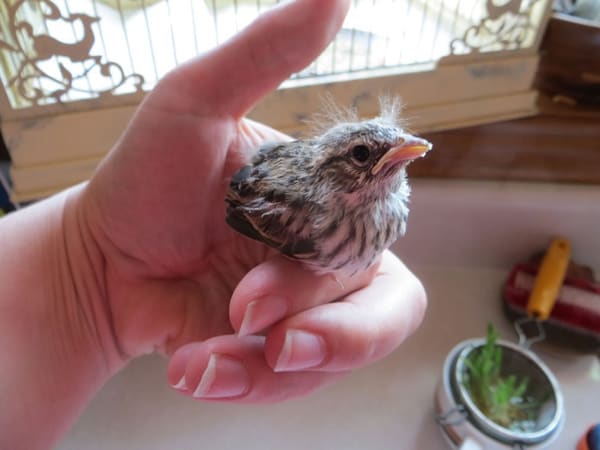 Mơ thấy bắt chim có ý nghĩa gì Mơ thấy bắt chim có ý nghĩa gì