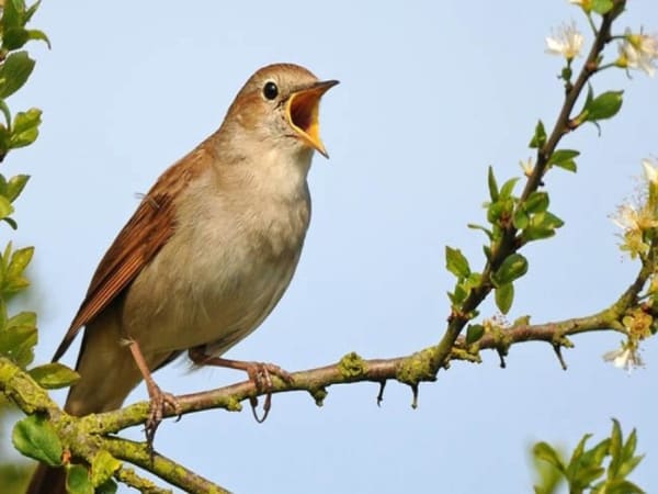 mơ thấy bắt chim khác mơ thấy bắt chim khác