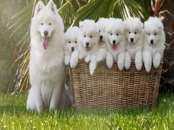 Ý nghĩa những giấc mơ thấy bầy chó con Ý nghĩa những giấc mơ thấy bầy chó con