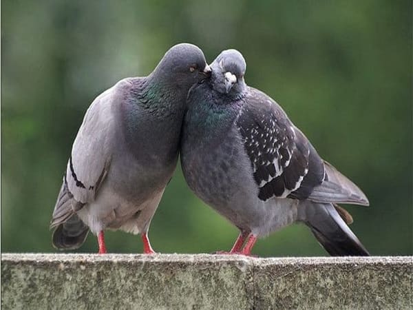 Ý nghĩa những giấc mơ thấy chim bồ câu theo từng trường hợp cụ thể