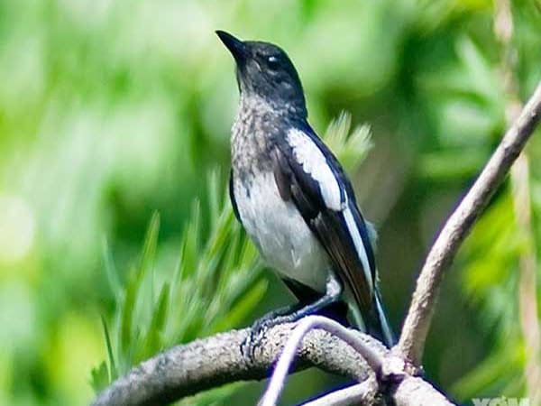 Nằm mơ thấy 1 đôi chim chích chòe Nằm mơ thấy 1 đôi chim chích chòe