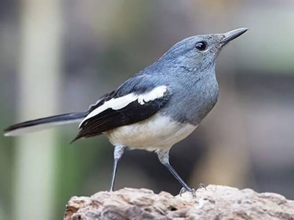 Mơ thấy chim chích chòe Mơ thấy chim chích chòe