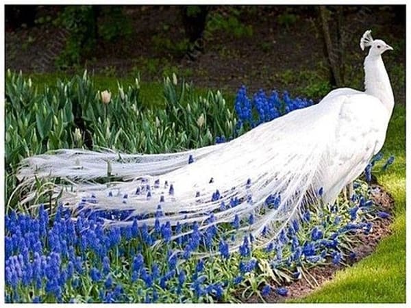 Chim công màu trắng hoặc màu vàng Chim công màu trắng hoặc màu vàng