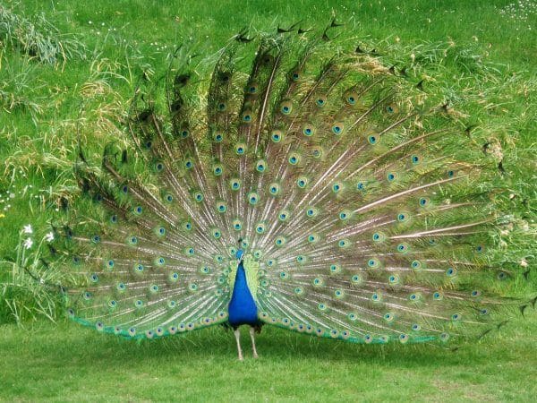 Nằm mơ thấy chim công có ý nghĩa gì Nằm mơ thấy chim công có ý nghĩa gì