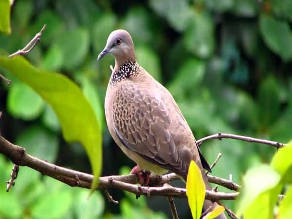 Mơ thấy chim cu gáy là điềm gì, gợi ý con số mang tài lộc Mơ thấy chim cu gáy là điềm gì, gợi ý con số mang tài lộc