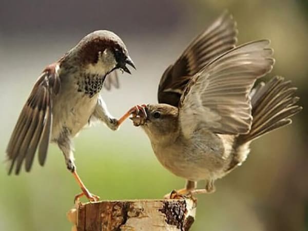 Ý nghĩa những giấc mơ thấy chim sẻ khác Ý nghĩa những giấc mơ thấy chim sẻ khác