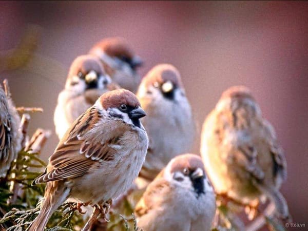 Mơ thấy chim sẻ có ý nghĩa gì Mơ thấy chim sẻ có ý nghĩa gì