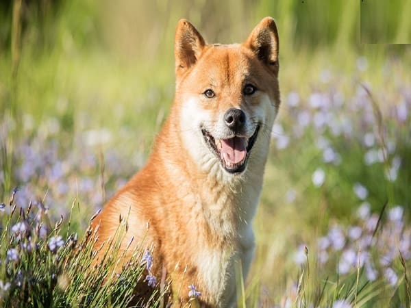 Nằm mơ thấy chó vàng có ý nghĩa gì