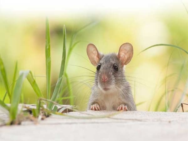 Nằm mơ thấy chuột con Nằm mơ thấy chuột con