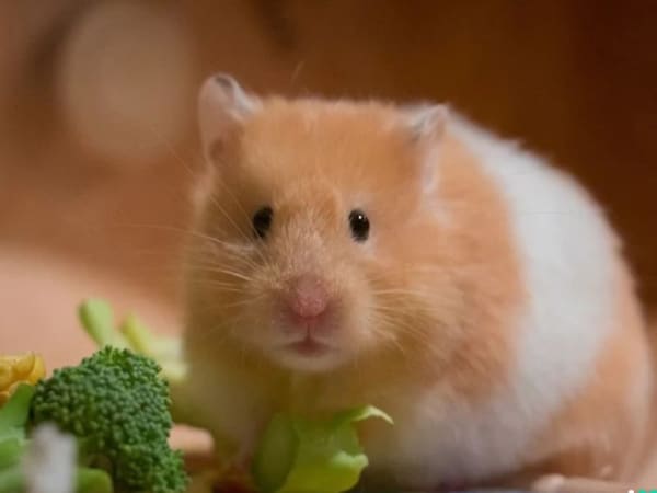 Mơ thấy chuột vàng có ý nghĩa gì Mơ thấy chuột vàng có ý nghĩa gì