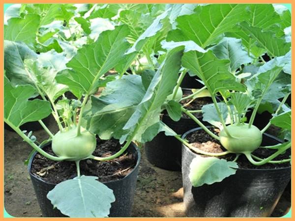 Chiêm bao thấy mình đang ăn củ su hào