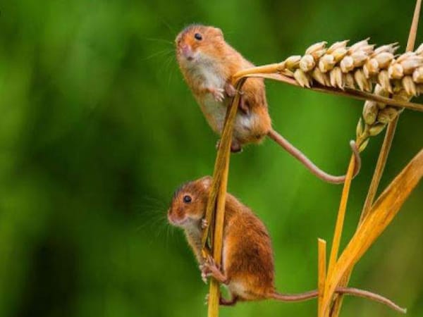 Mơ thấy đàn chuột Mơ thấy đàn chuôt ăn lúa