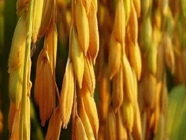 Ngủ mơ thấy hạt lúa có phải điềm tốt