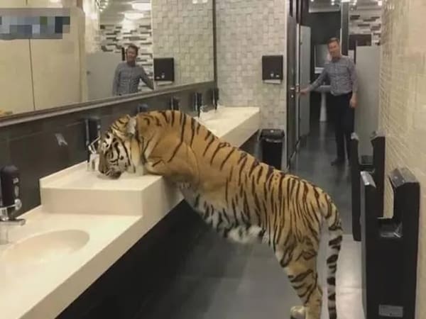 Mơ thấy hổ vào nhà có ý nghĩa gì Mơ thấy hổ vào nhà có ý nghĩa gì