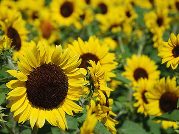 Ý nghĩa những giấc mơ thấy hoa hướng dương