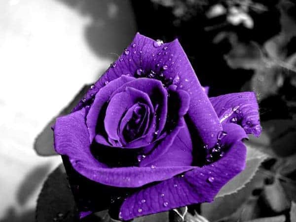 Nằm chiêm bao thấy hoa hồng tím Nằm chiêm bao thấy hoa hồng tím