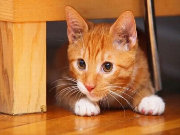 Ý nghĩa giấc mơ thấy Mèo vàng Ý nghĩa giấc mơ thấy Mèo vàng