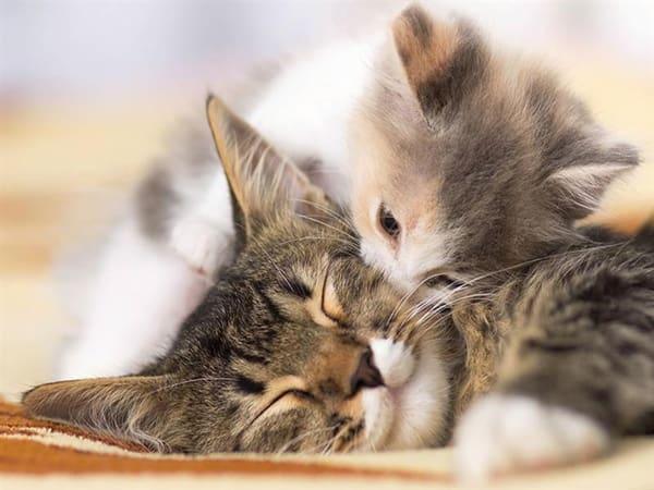 Mơ thấy mèo vào nhà có ý nghĩa gì