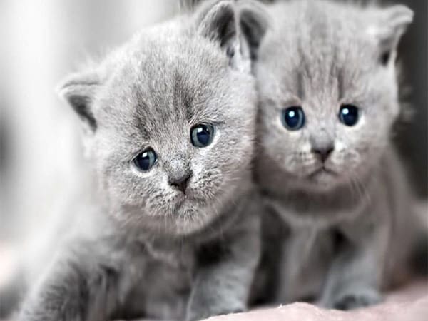 Mơ thấy mèo xám có ý nghĩa gì Mơ thấy mèo xám có ý nghĩa gì