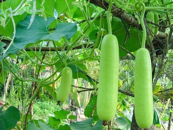 Nằm mộng thấy quả bầu non Nằm mộng thấy quả bầu non