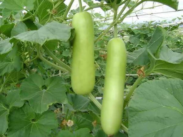 Mơ thấy quả bầu có ý nghĩa gì? Mơ thấy quả bầu có ý nghĩa gì