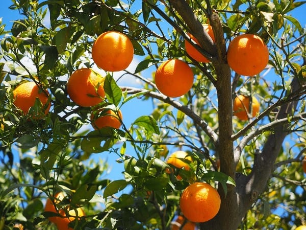 Mơ thấy quả cam may hay xui đánh con gì trúng giải độc đắc?