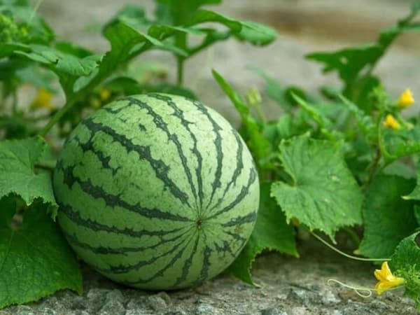 Nằm mơ thấy quả dưa hấu Nằm mơ thấy quả dưa hấu