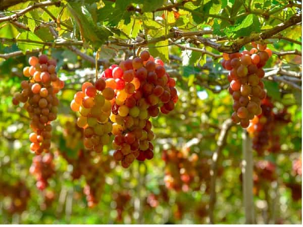 Nằm mộng thấy quả nho xanh có ý nghĩa gì