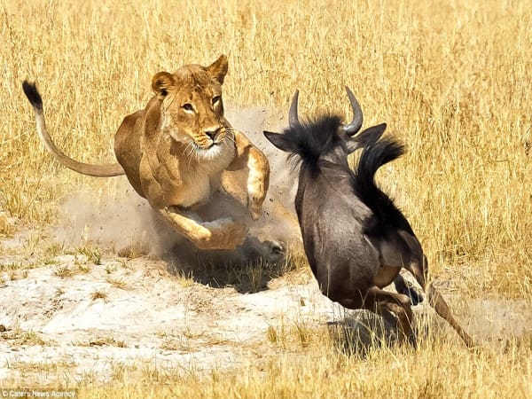 Nằm mơ thấy sư tử đuổi con mồi: Nằm mơ thấy sư tử đuổi con mồi