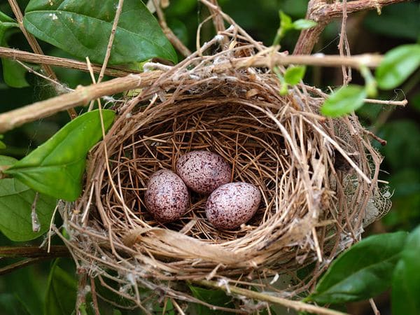 Nằm mơ thấy tổ chim con gì gặp may Nằm mơ thấy tổ chim con gì gặp may