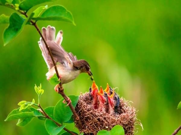 Mơ thấy tổ chim là điềm tốt hay xấu Mơ thấy tổ chim là điềm tốt hay xấu