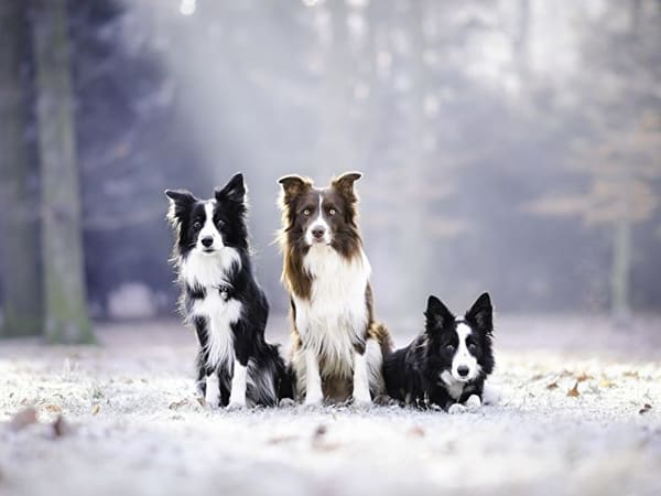 Nếu nằm chiêm bao thấy đi mua 3 con chó