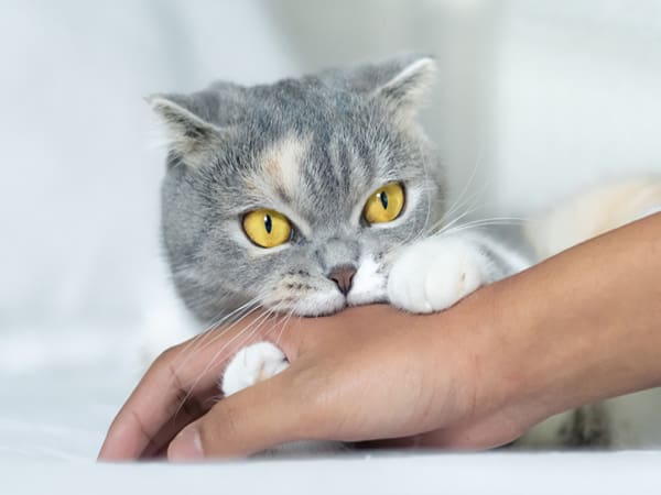 Nằm mộng thấy bị mèo cắn chảy máu Nằm mộng thấy bị mèo cắn chảy máu