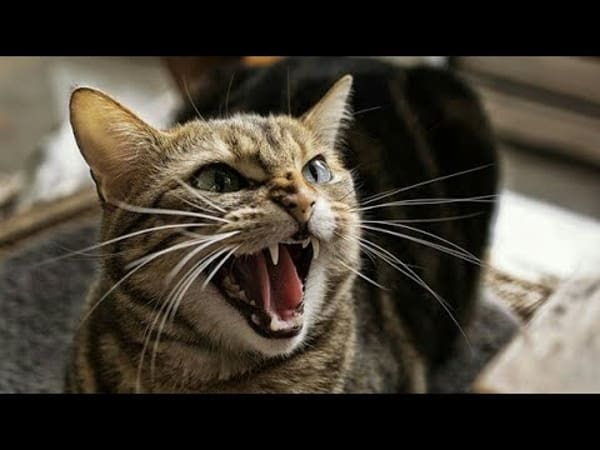 Mơ thấy mèo biết nói có ý nghĩa gì