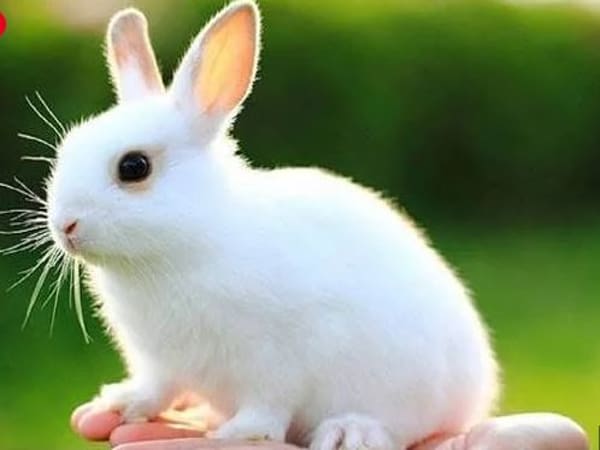 Nằm mơ thấy thỏ trắng có ý nghĩa gì