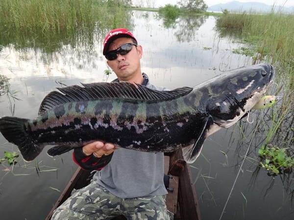 mơ thấy cá khổng lồ