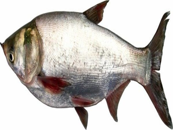 Mơ thấy cá mè điềm tốt hay xấu Mơ thấy cá mè điềm tốt hay xấu