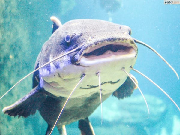 Nằm mơ thấy cá trê đen Mơ thấy cá trê đen số nào