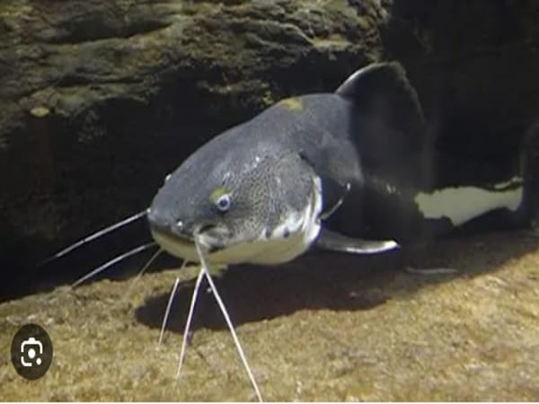 Nằm mơ thấy cá trê đen Mơ thấy cá trê đen có ý nghĩa gì