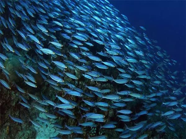 Mơ thấy đàn cá báo hiệu điều gì Mơ thấy đàn cá báo hiệu điều gì