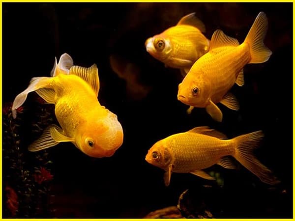 Mơ thấy đàn cá vàng có ý nghĩa gì Mơ thấy đàn cá vàng có ý nghĩa gì