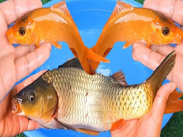 Mơ thấy cá chép vàng số mấy Mơ thấy cá chép vàng số mấy