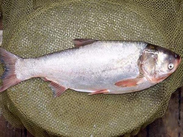 ằm mơ thấy cá mè chết ằm mơ thấy cá mè chết