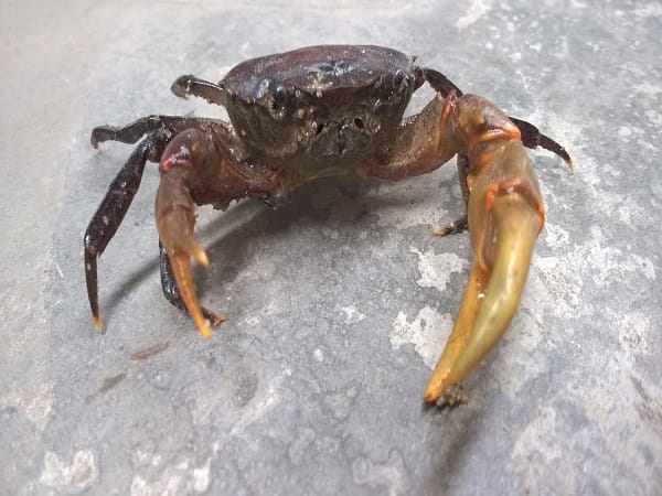 Điềm báo tâm linh khi gặp cua bò ngang