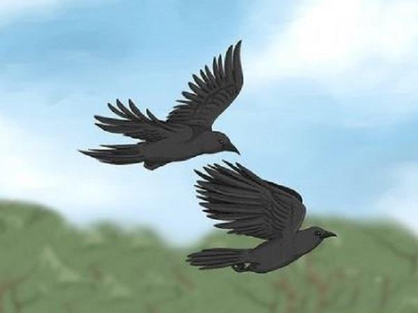 Đi đường gặp quạ đen mang điềm báo tốt