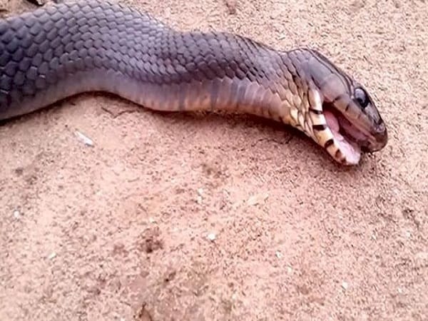 Rắn chết mang điềm báo gì?