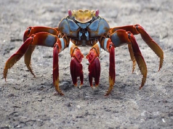 Con số may mắn liên quan khi đi đường gặp cua bò ngang