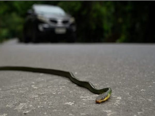 Đi đường gặp rắn chết đánh con gì?