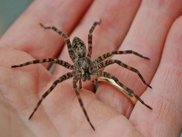 Con số may mắn liên quan khi nhìn thấy nhện